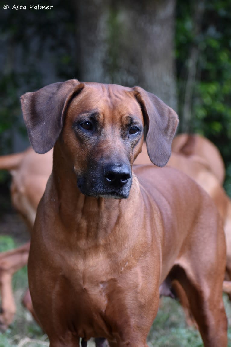 GCH CH Dykumos A Strident Sun RAE TT RATN CGCA CGCU TKI, a Rhodesian Ridgeback tested with EmbarkVet.com