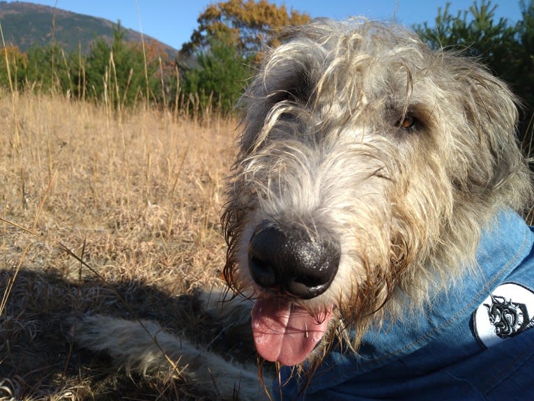 Mouton, an Irish Wolfhound tested with EmbarkVet.com