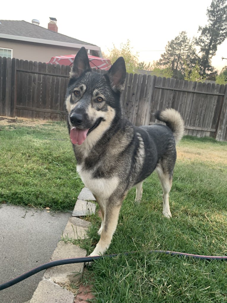 Gizmo, a Siberian Husky and German Shepherd Dog mix tested with EmbarkVet.com