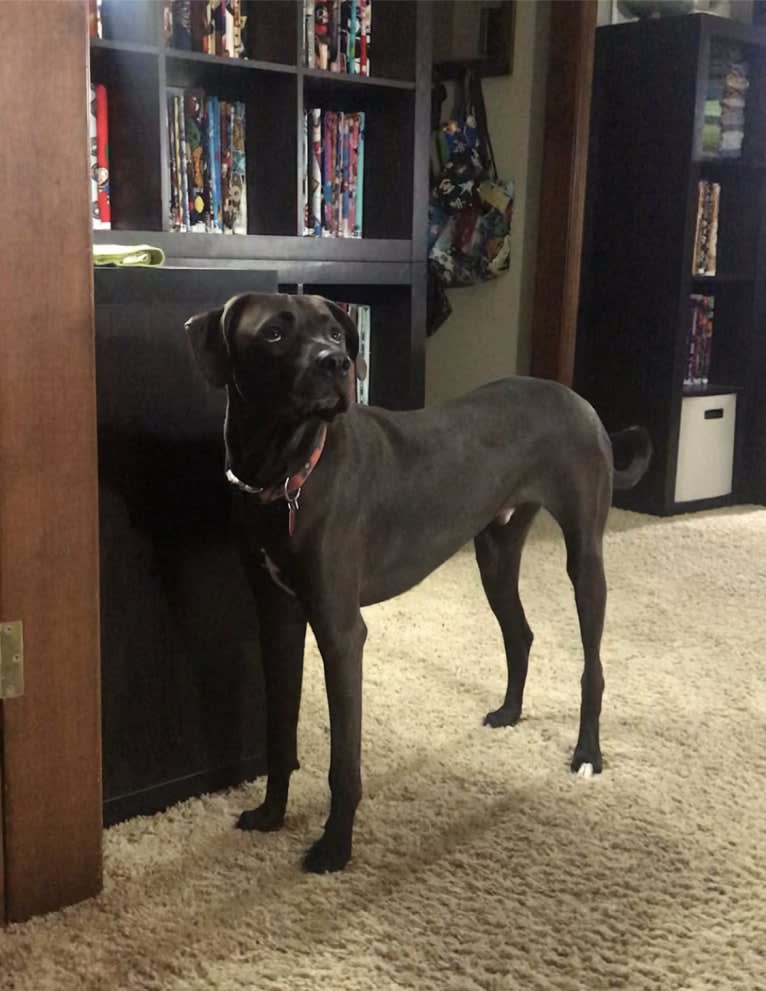 Kevlar, a Catahoula Leopard Dog and Mountain Cur mix tested with EmbarkVet.com