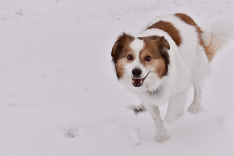 Cooper, an Australian Cattle Dog and Shih Tzu mix tested with EmbarkVet.com