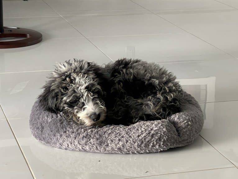 Obi1, an Aussiedoodle (6.3% unresolved) tested with EmbarkVet.com