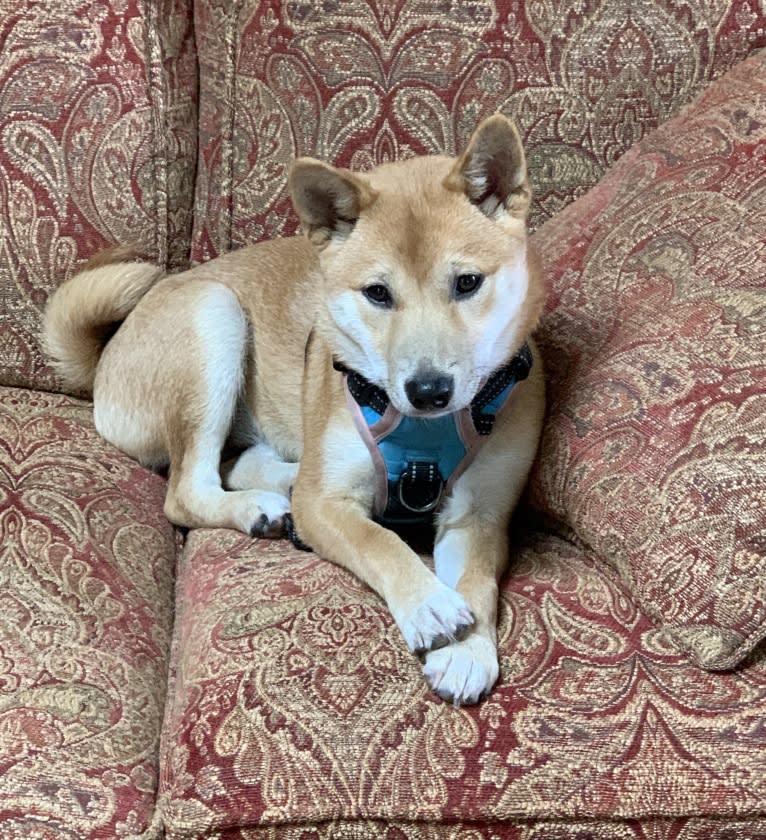 Madison, a Shiba Inu tested with EmbarkVet.com