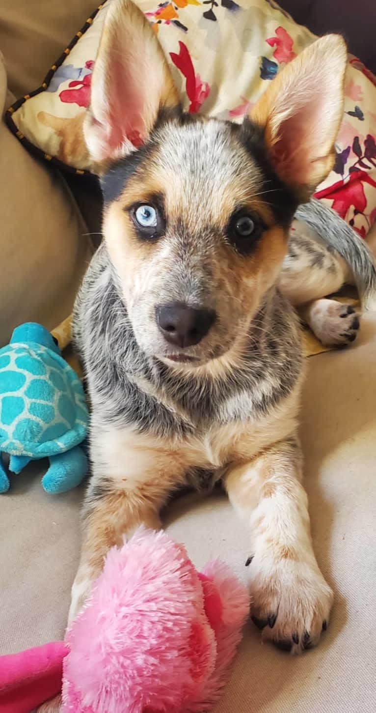 Flora, an Australian Cattle Dog and Siberian Husky mix tested with EmbarkVet.com