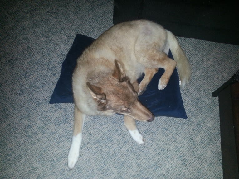 Duvel, a Gerberian Shepsky (18.8% unresolved) tested with EmbarkVet.com