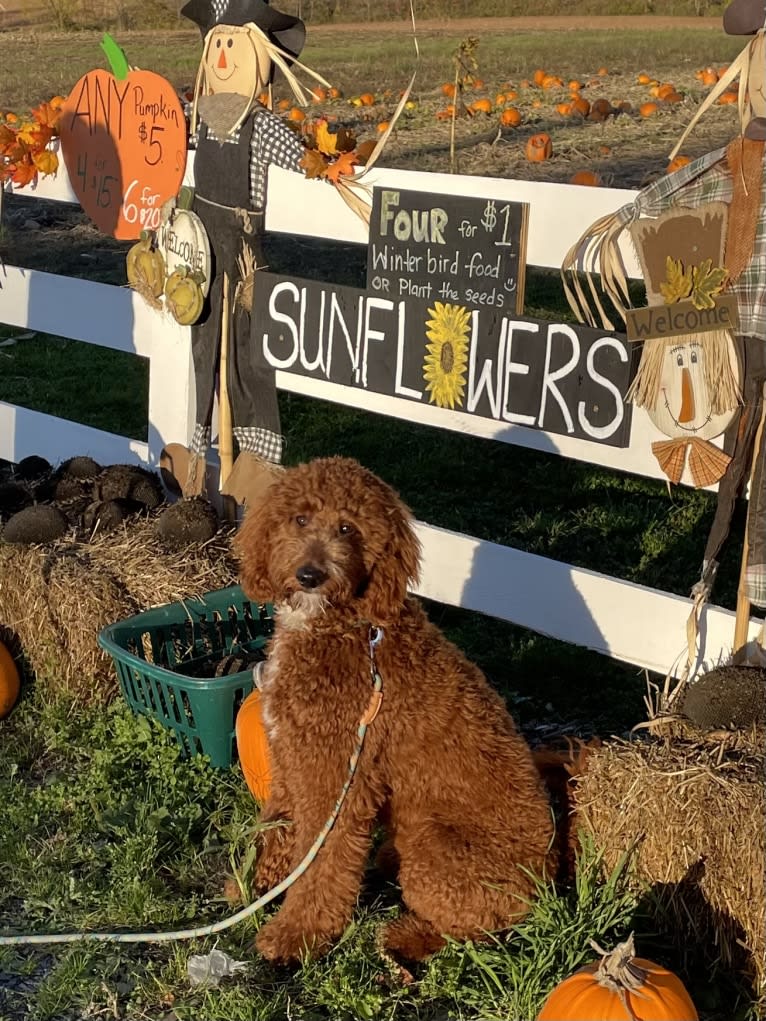 Figgy, a Goldendoodle tested with EmbarkVet.com