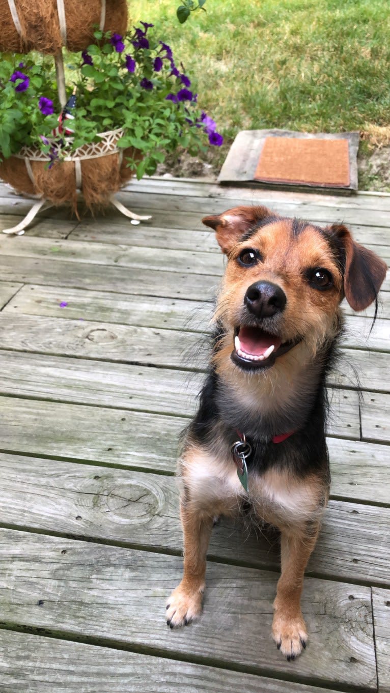 Enzo, a Yorkshire Terrier and Labrador Retriever mix tested with EmbarkVet.com