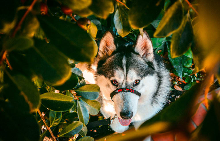 Apollo, a Samoyed and Siberian Husky mix tested with EmbarkVet.com