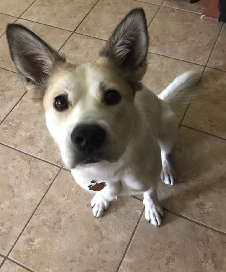 Della, an American Pit Bull Terrier and Great Pyrenees mix tested with EmbarkVet.com