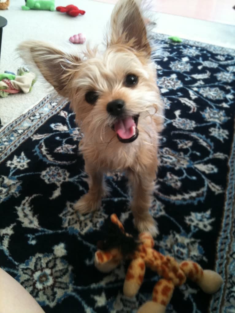 River, a Chorkie tested with EmbarkVet.com