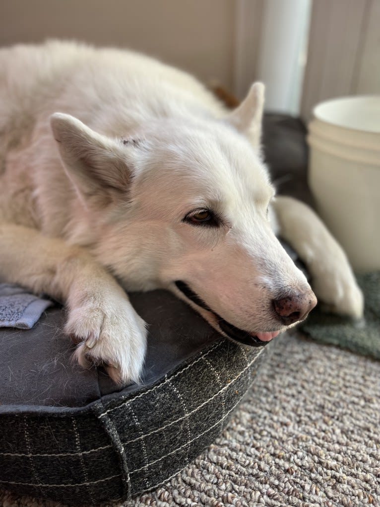 Mia, a Siberian Husky tested with EmbarkVet.com