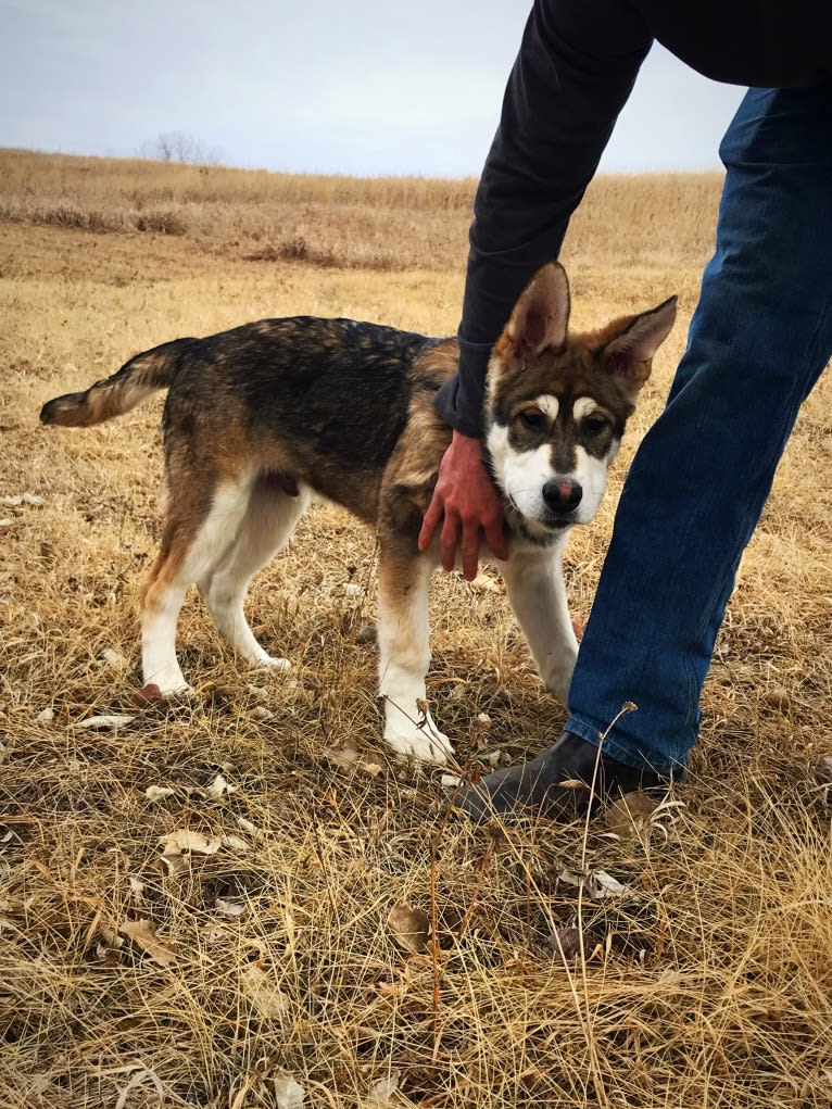 Mattis, a German Shepherd Dog and Alaskan Malamute mix tested with EmbarkVet.com