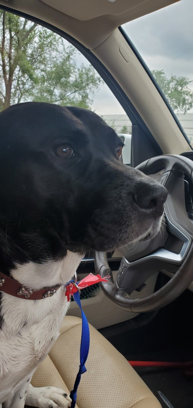 Volibear, an American Pit Bull Terrier and Labrador Retriever mix tested with EmbarkVet.com