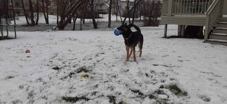 Petra, a German Shepherd Dog and Australian Cattle Dog mix tested with EmbarkVet.com