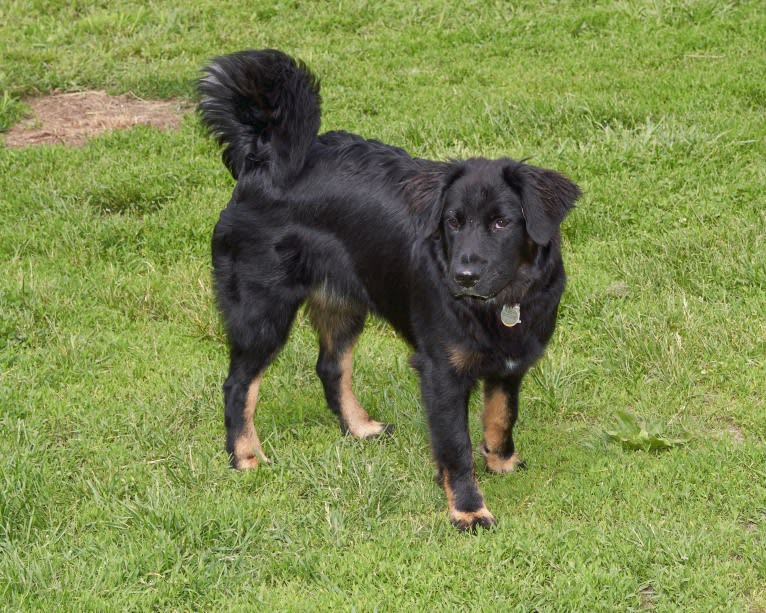 Lucy, a Labrador Retriever and Siberian Husky mix tested with EmbarkVet.com