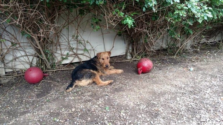 Kratos, an Airedale Terrier tested with EmbarkVet.com