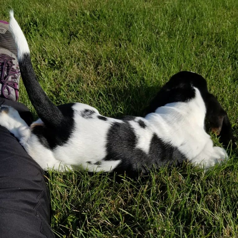 Luna, a Basset Hound tested with EmbarkVet.com