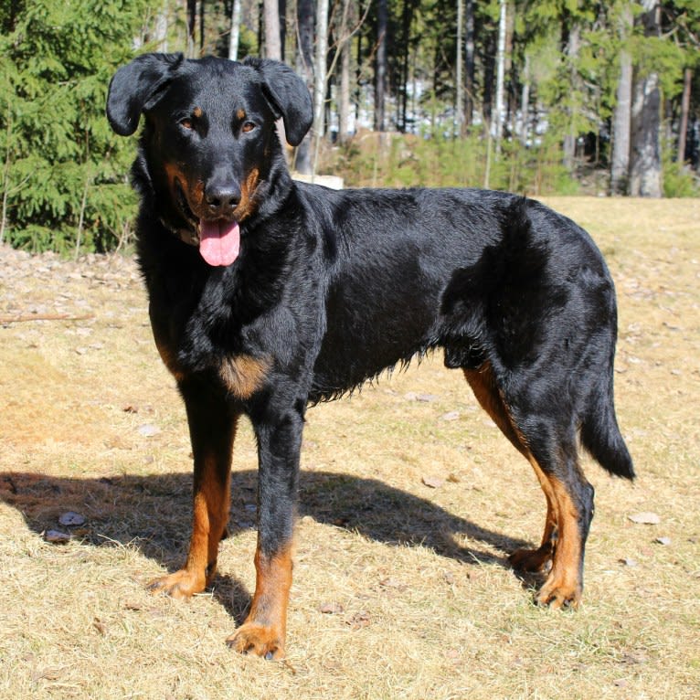 Agriper's Aaron, a Beauceron tested with EmbarkVet.com