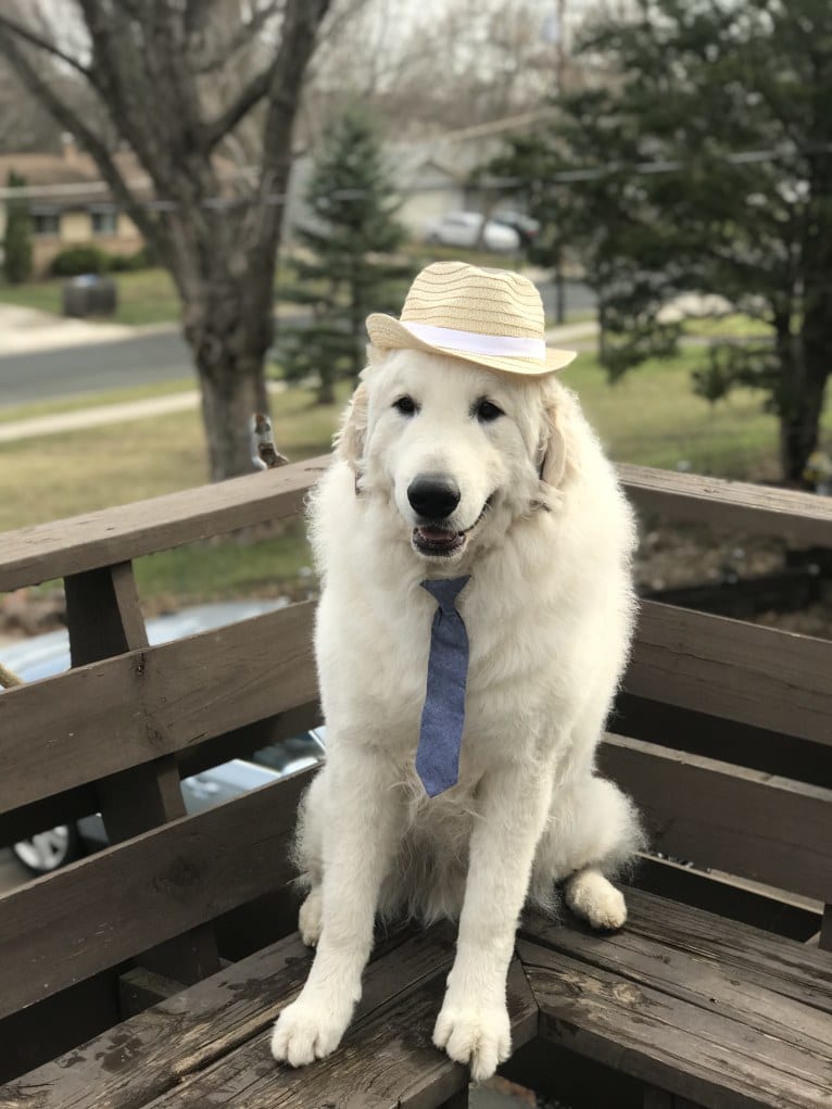 “Loaner” Szumeria’s Mine Till Monday, a Kuvasz tested with EmbarkVet.com