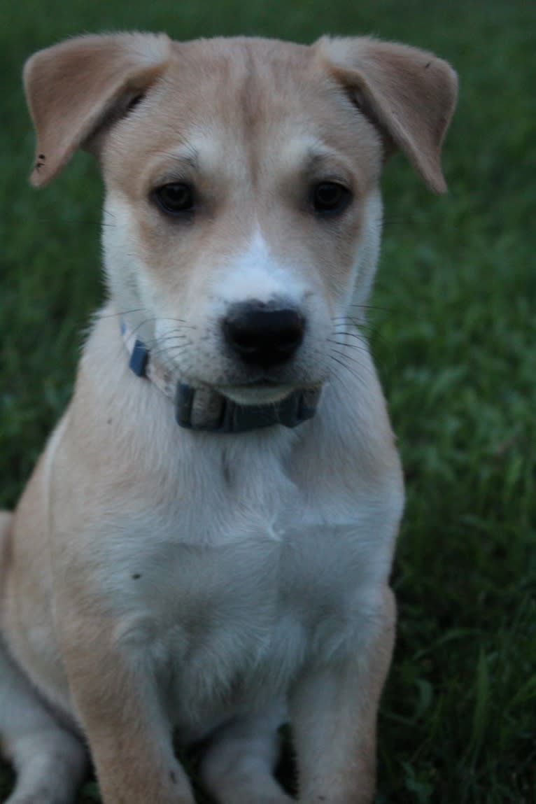 Loomy, a Carolina Dog tested with EmbarkVet.com