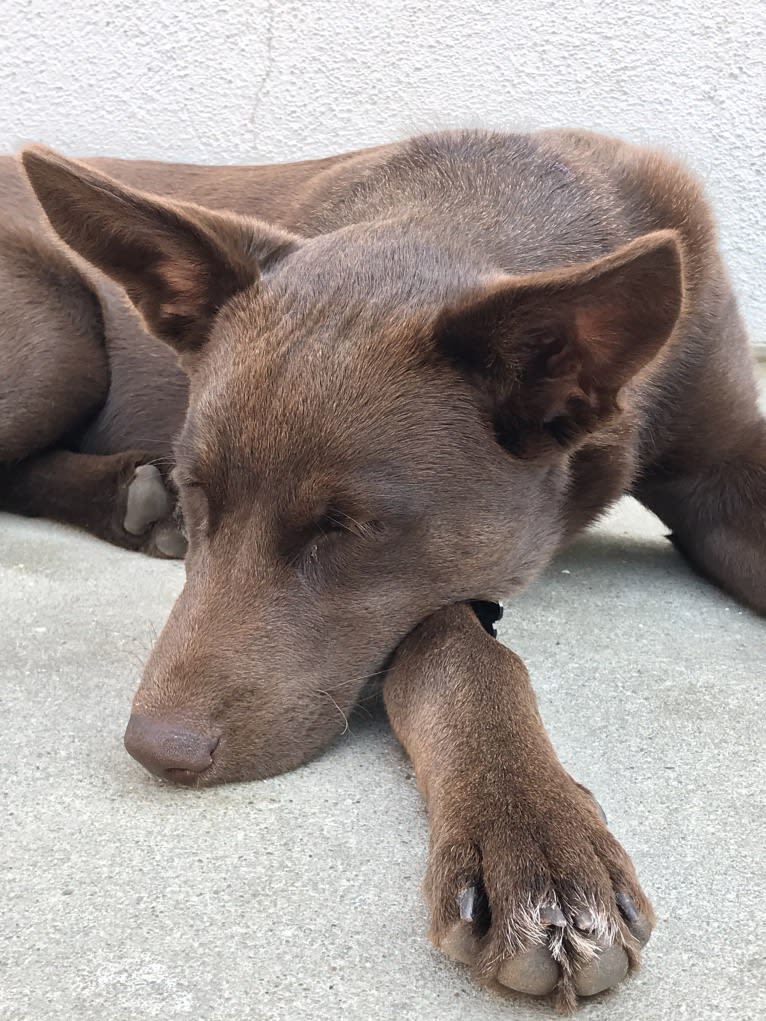 Hennessy, a Siberian Husky and Weimaraner mix tested with EmbarkVet.com