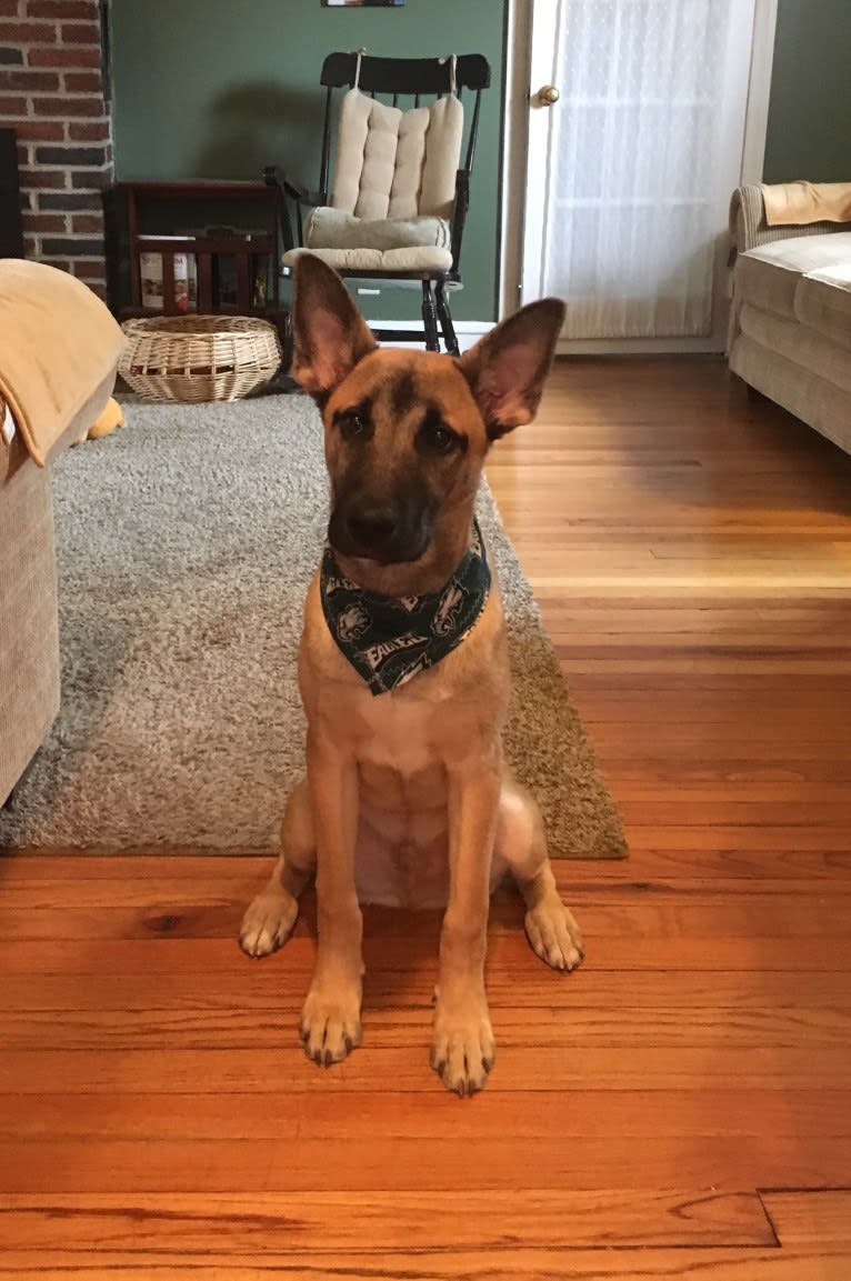 Cooper, a Siberian Husky and American Staffordshire Terrier mix tested with EmbarkVet.com