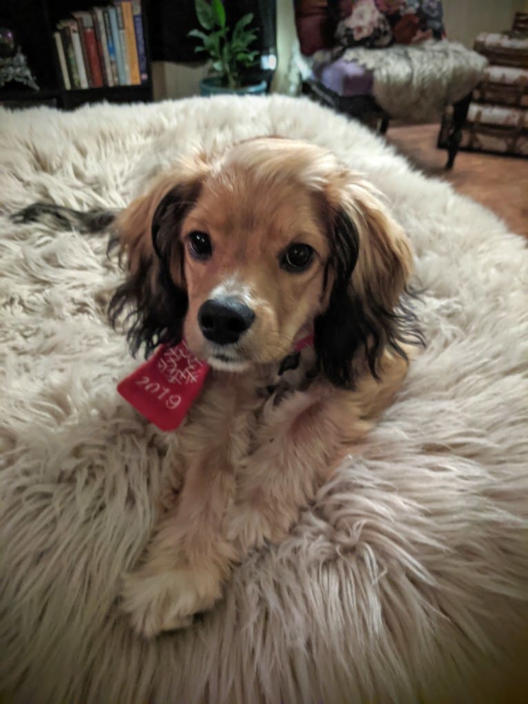 Louie Lumière Scott, a Cocker Spaniel and Pomeranian mix tested with EmbarkVet.com