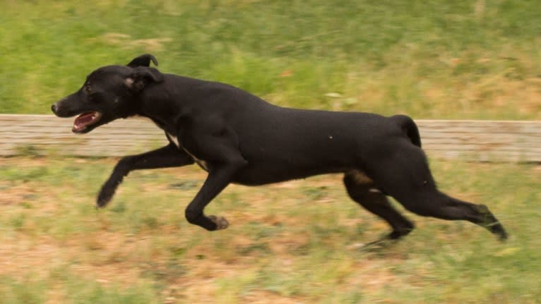 Jellybean, a Whippet and Border Collie mix tested with EmbarkVet.com