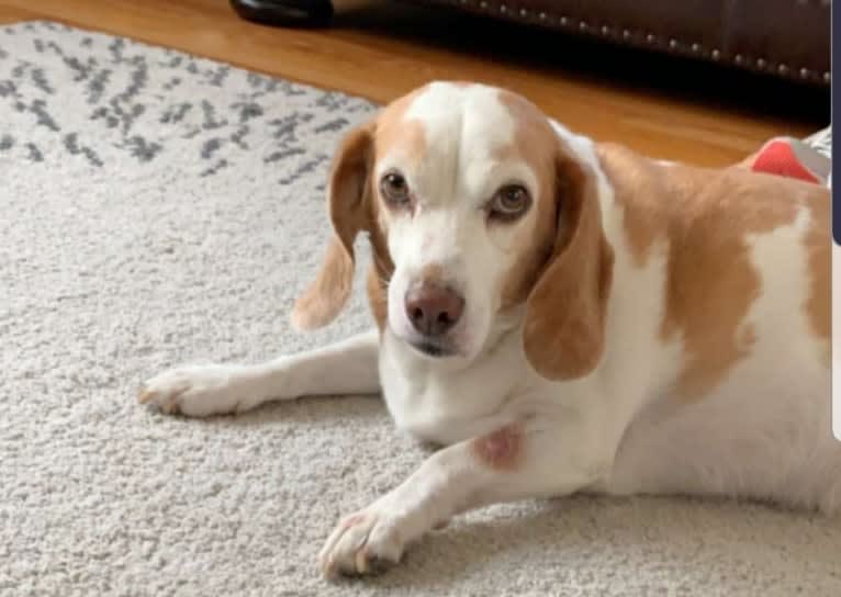 Tucker, a Beagle tested with EmbarkVet.com