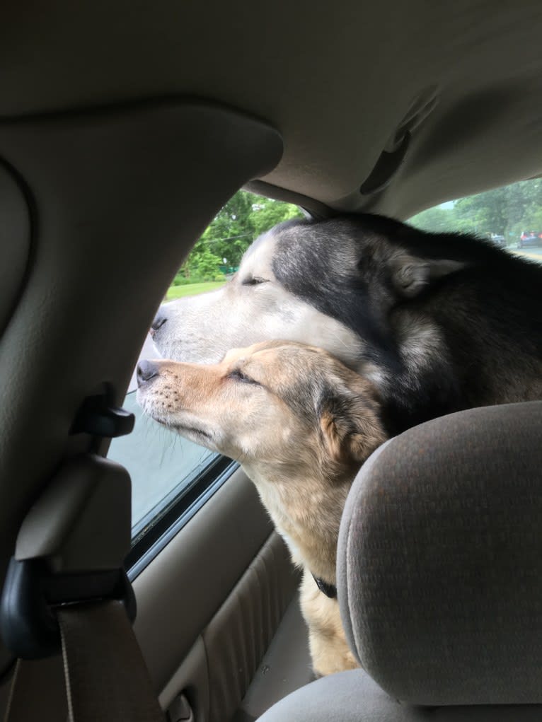 Fenrir, an Alaskan Malamute tested with EmbarkVet.com