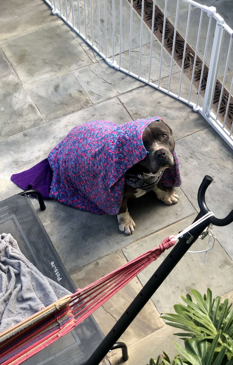 Otis, an American Pit Bull Terrier and Neapolitan Mastiff mix tested with EmbarkVet.com