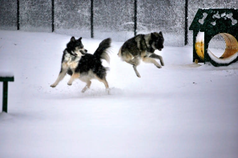Juno, a Norwegian Elkhound and Siberian Husky mix tested with EmbarkVet.com