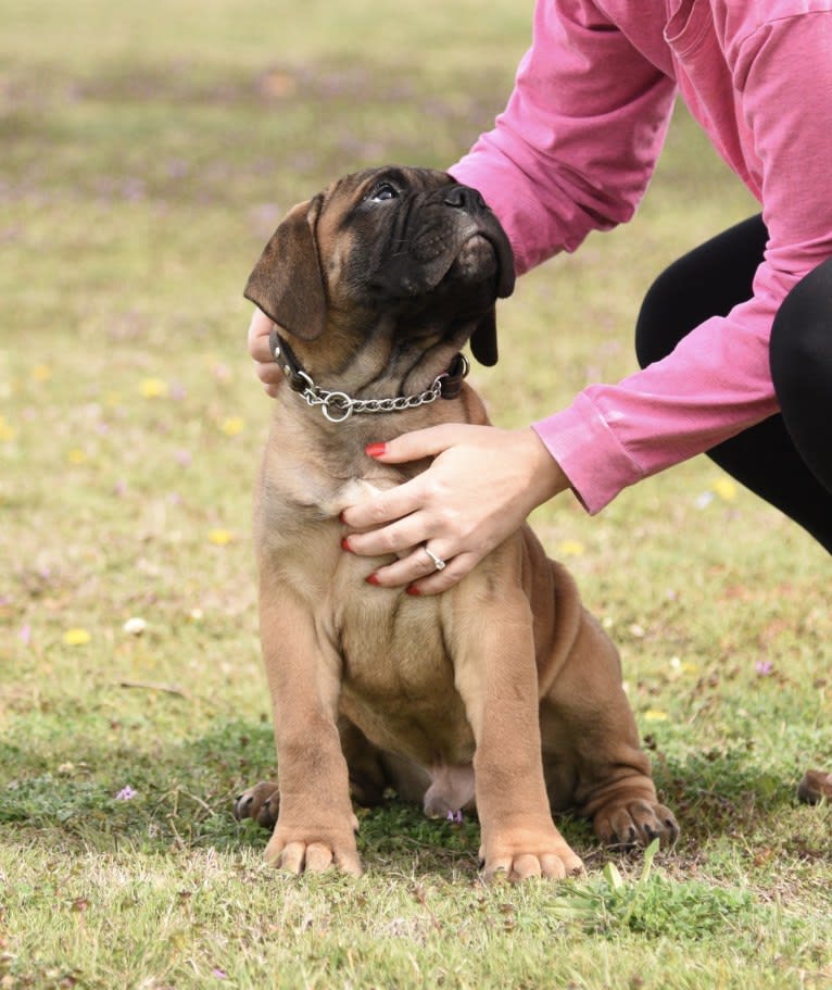 Large Black von T Bone, a Bullmastiff tested with EmbarkVet.com