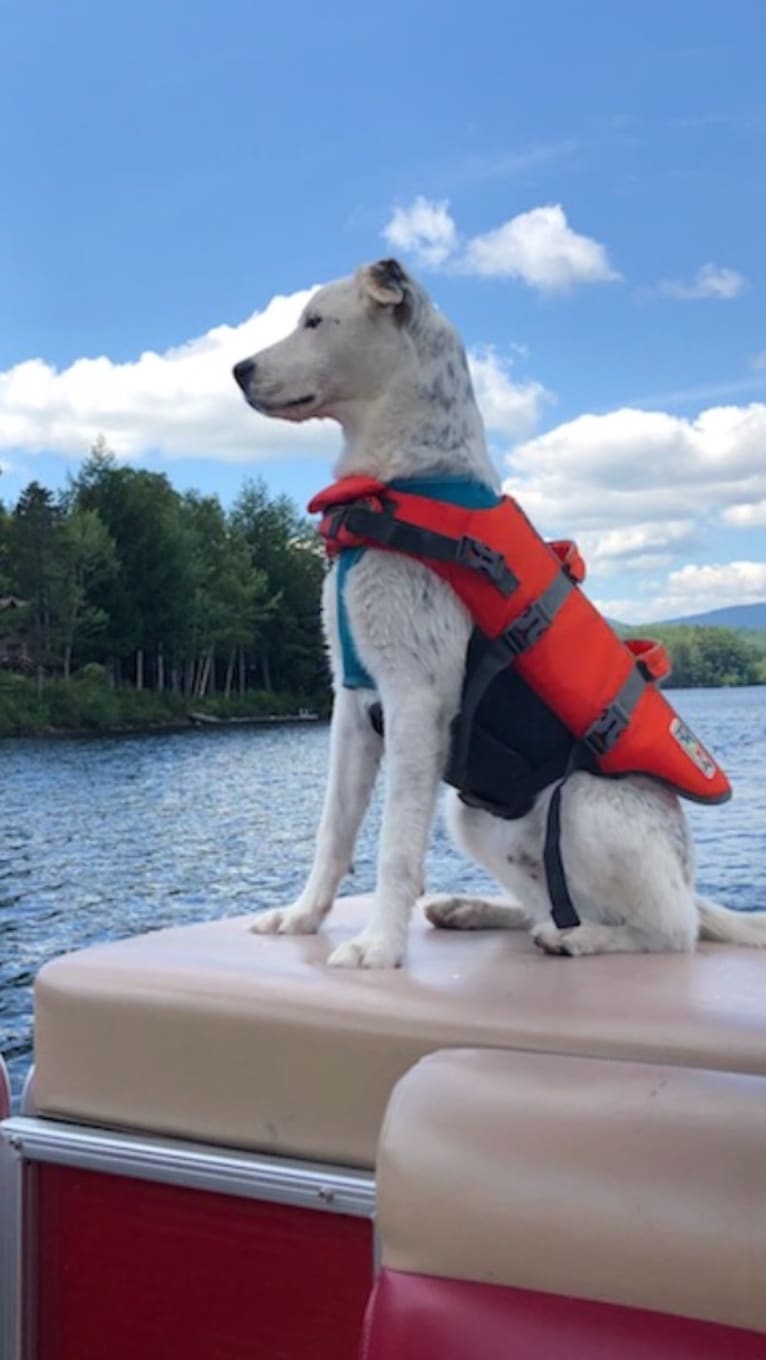 Toby, an American Pit Bull Terrier and Great Pyrenees mix tested with EmbarkVet.com