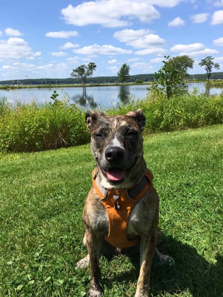 Quinn, an American Pit Bull Terrier and Australian Cattle Dog mix tested with EmbarkVet.com