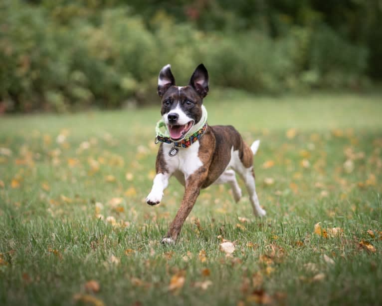 Pan, a Russell-type Terrier and Border Collie mix tested with EmbarkVet.com