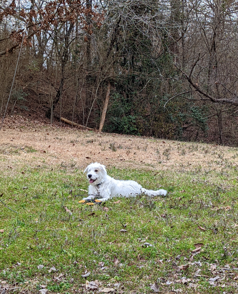 Gatsby, a Great Pyrenees and Beagle mix tested with EmbarkVet.com