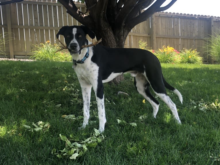 Dexter, a Great Pyrenees and American Pit Bull Terrier mix tested with EmbarkVet.com