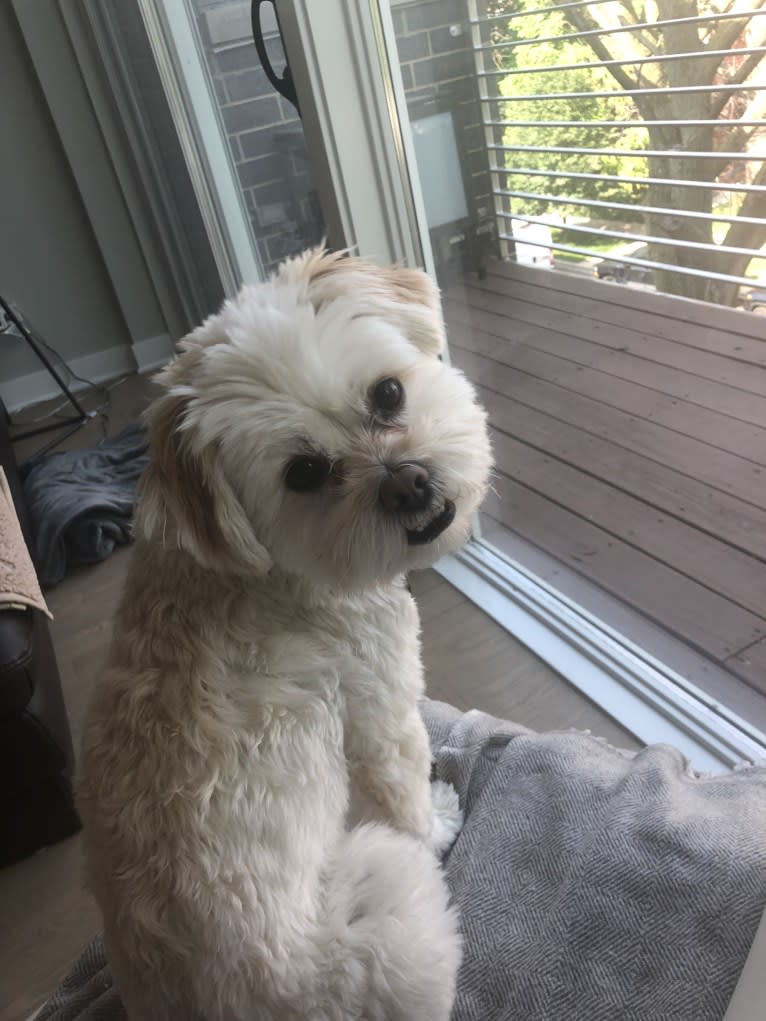 Twiggy, a Shih Tzu and American Eskimo Dog mix tested with EmbarkVet.com