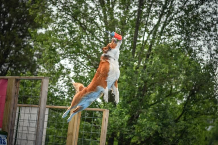 Mac, an English Shepherd tested with EmbarkVet.com