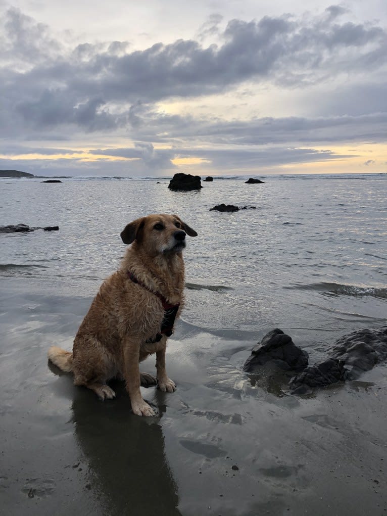 Kiwi Bean, a Chow Chow and Labrador Retriever mix tested with EmbarkVet.com