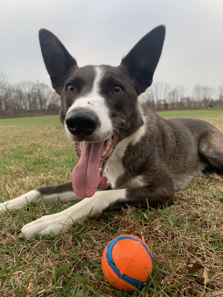 Doolittle(Dooey), a Border Collie tested with EmbarkVet.com