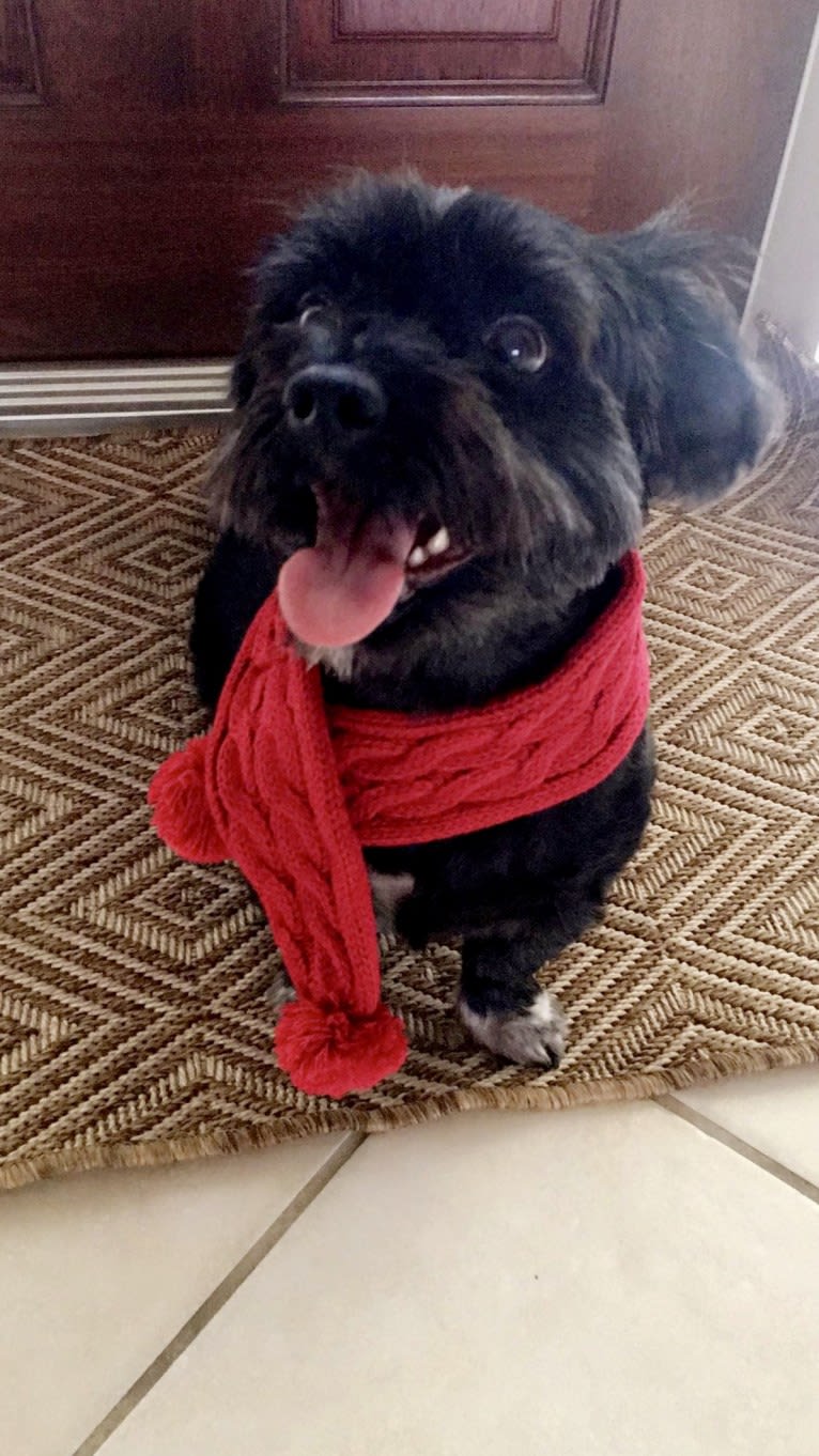Vinny, a Morkie tested with EmbarkVet.com