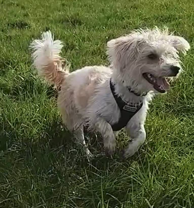 Scruffy Murphy, a Russell-type Terrier and Bichon Frise mix tested with EmbarkVet.com