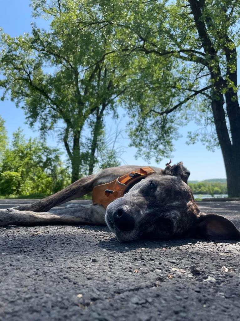 Quinn, an American Pit Bull Terrier and Australian Cattle Dog mix tested with EmbarkVet.com