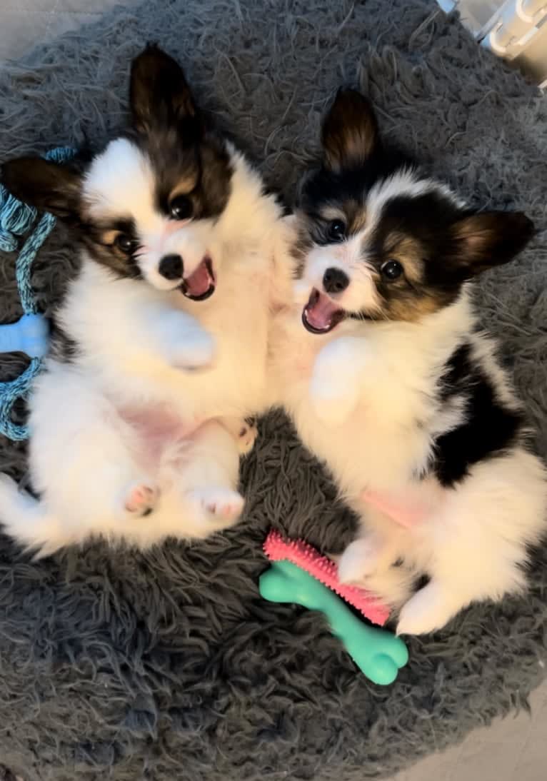 Cowboy, a Papillon tested with EmbarkVet.com