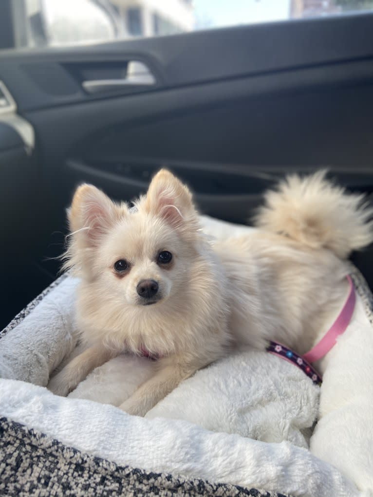 Lilith, a Pomeranian tested with EmbarkVet.com