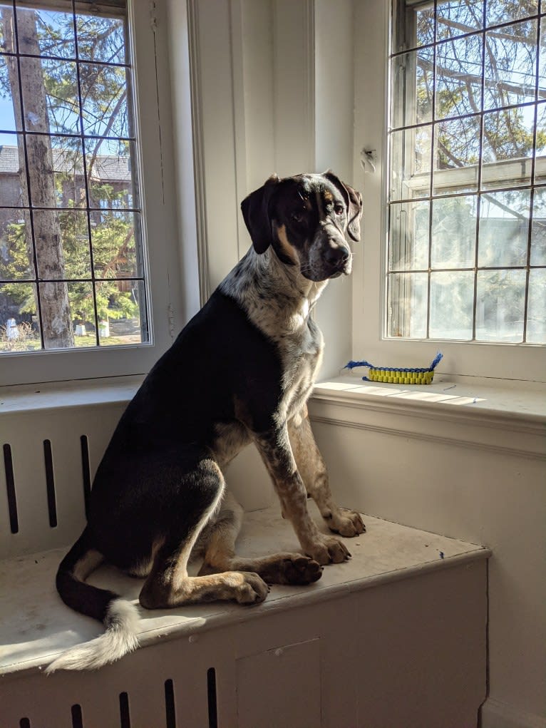 Crick, a Border Collie and Bluetick Coonhound mix tested with EmbarkVet.com