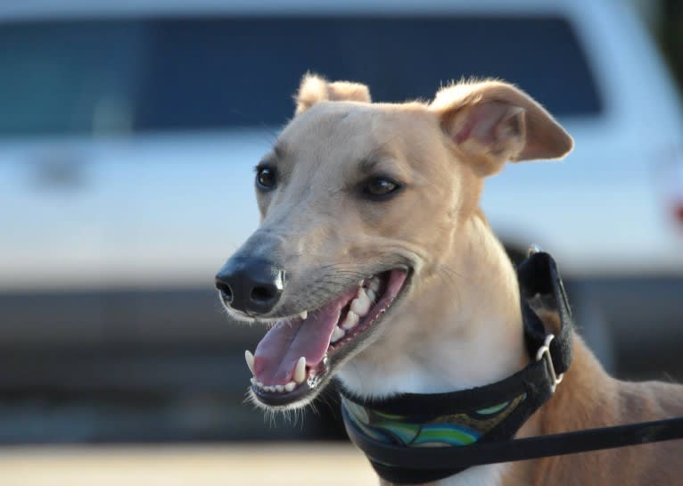 Keatz, a Whippet tested with EmbarkVet.com