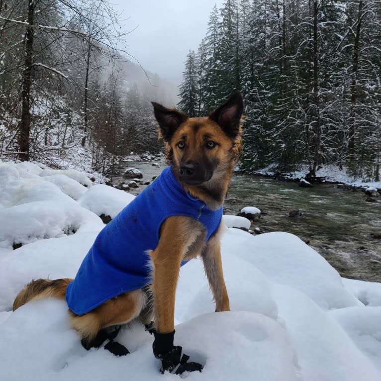 Lucy, a Formosan Mountain Dog tested with EmbarkVet.com